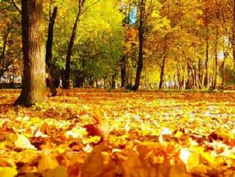 Красив Осенний Лес Сочинение